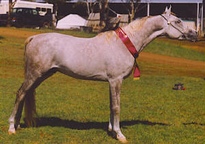 arabianchallenge2003.jpg
