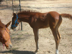 foal4.jpg