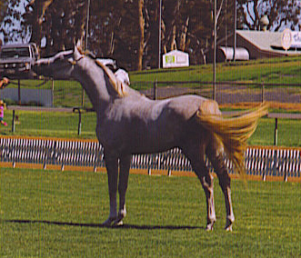 arabianchallenge20032.jpg