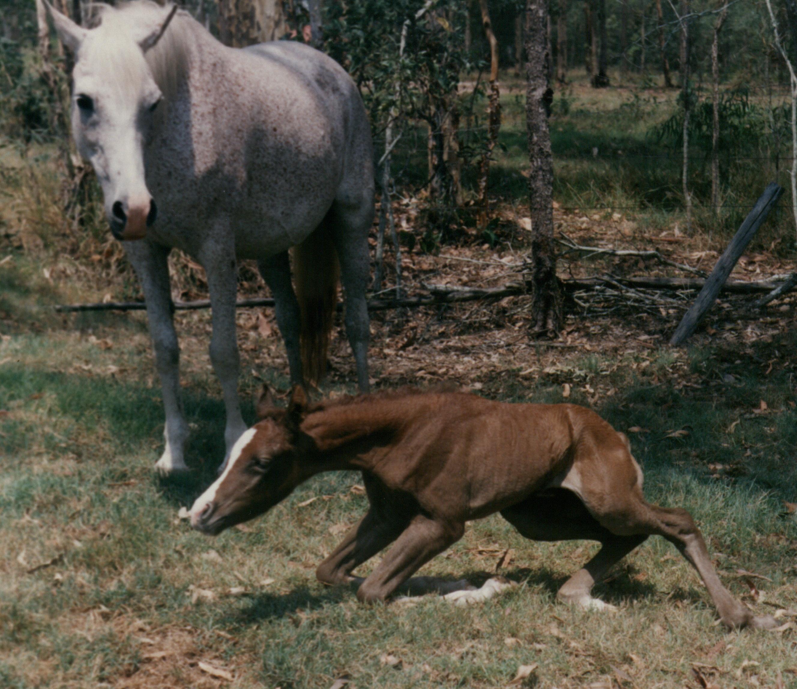 filly3.jpg